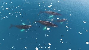 Scientists are 'racing against the clock' to collect crucial data on life in Antarctica