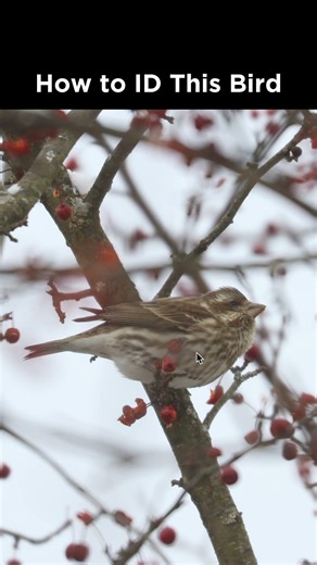 Can you identify this bird?