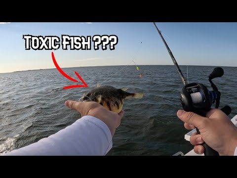 Catching So Many TOXIC Fish In New Jersey (BLOWFISH)