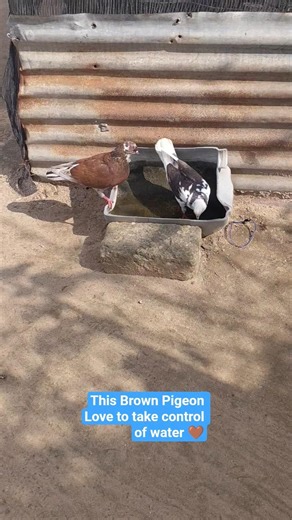 This Brown Pigeon Love to take control of water 🤎