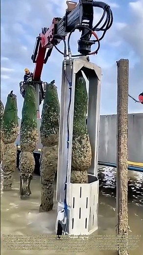 Harvesting the Stick: How a Simple Tube Revolutionizes Mussel Collection
