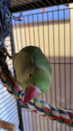 Ringo's Toy Troubles: An Indian Ringneck's Reaction