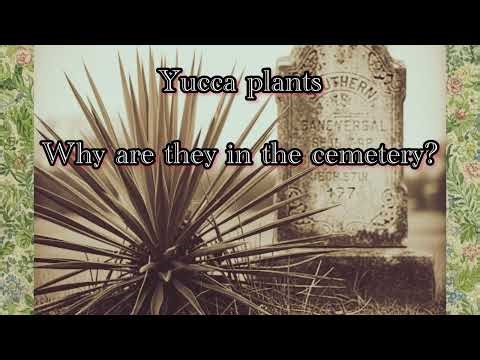 The Secret Language of Cemeteries: Why Yucca Plants Mark the Dead