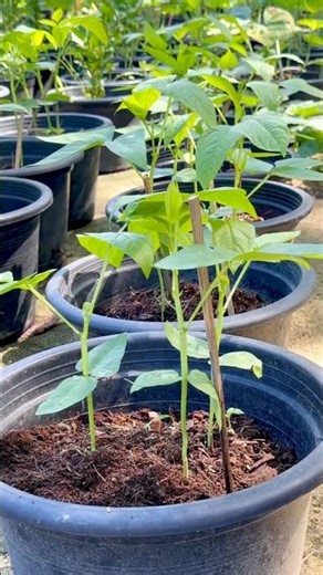 #939 #Houseplants #LongBeans