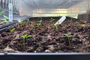 Extension | Seed Starting