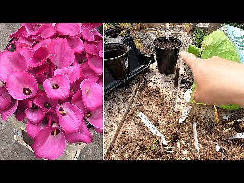Potting Calla/Canna Lilies & Yarrow Starts! 💚🌿💚 // Garden Answer