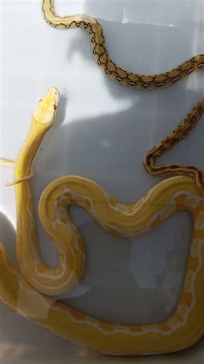 jemur rutin reptil kesayangan #retic #ular #python #buaya #reptiles #shorts #reels #fyp #viral