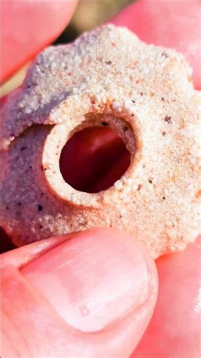 Moon snail egg sand collar Playa del Carmen Mexico tropical Caribbean Sea tidal pool beach animal