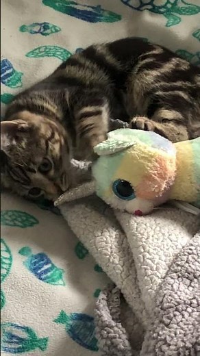 “WhISp IS aT iT AgAiN” He has a New Friend) #cat #funnyanimals 🥶