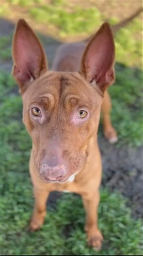 2.7K views · 41 reactions | CUPCAKE (1200457) Cupcake is a 3 year...