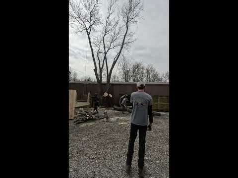 Tree Removal, Harlequin Haven