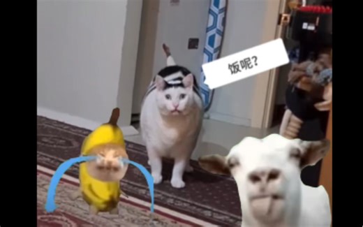 【Huh huh侠】huh猫在线催饭