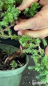 Why does planning Bonsai Juniper wiring matter? #bonsaitree #bonsai