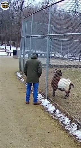 GOAT SMASHES THE GATE AND ATTACKS A MAN 😳🐐