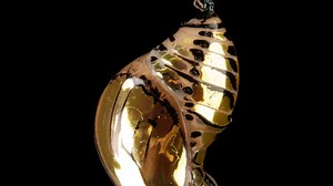 Metamorphosis, explained