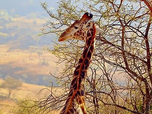 Big Cat Week 2014 Season 1 Episode 1