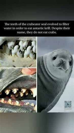 "😱 Seal’s ALIEN teeth 🦷 filter ocean 🌊➡️ KRILL feast 🍤❄️ No crabs 🦀 Antarctic SHOCK 🐧🔥"