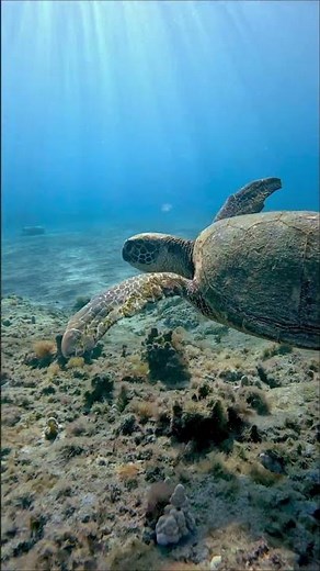 Getting Engaged with a Turtle