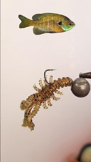 How to rig a silicon craw for Mebaru! 🪱🐟