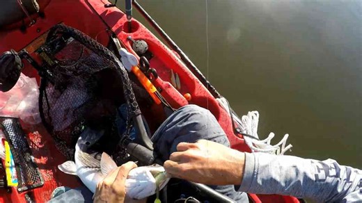 Chasing Giants Up a Tiny Creek!