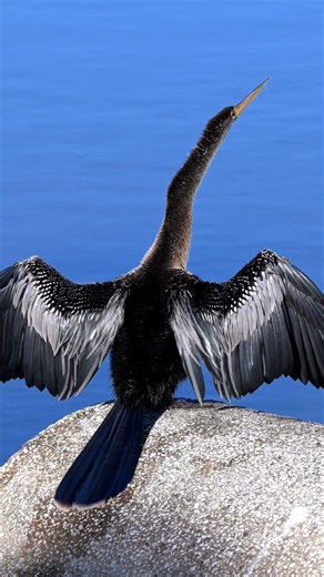 Anhinga shivering on a chilly morning #florida #nature #wildlife #birds