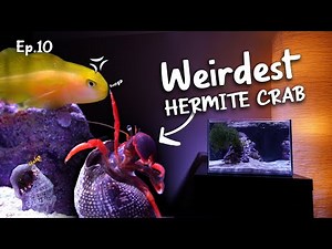 Adding Dwarf Hermit Crab and feeding Clown Goby | Ep.10 Nano Reef Competition