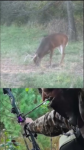 🏹 Hunting Style: Archery / Bowhunting🌲 Environment: Deep Forest / Natural Wildlife Zone