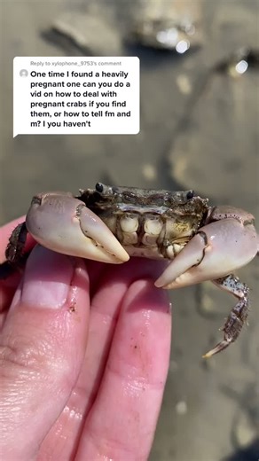 Identifying Male vs. Female Crabs: A Practical Guide