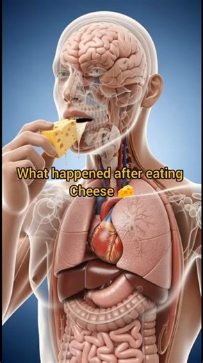 what happened when you eat cheese|3D eating animation|3D eating digestion #shorts #3danimation