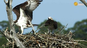 Do Nothing For Two Minutes Take a minute, turn up the volume as we take you among ospreys feathering their nests at the Delaware Bay estuary, near Mauricetown, New Jersey. Videographer: Jeff Reisly. https://cbsn.ws/3qN1ocb | CBS Sunday Morning