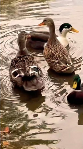 How ducks communicate in nature #duck #duckcalls #nature