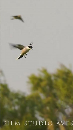 Hunter's Flight - Lesser Grey Shrike #wildlife #birds #nature | Film Studio Aves