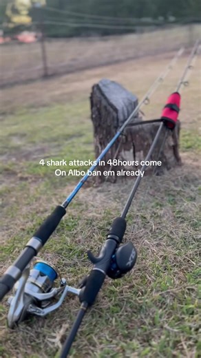 Understanding the Recent Shark Attacks: A Call for Action