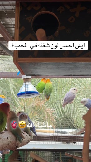 افضل لون في المحمية: استكشاف جمال روز