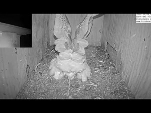 Owl Poop: Barn Owl takes a break from her nestling/eggs to poop.