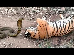 The tiger met death without knowing it.