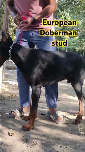 "Meet the Ultimate Guard Dog: European Doberman Pinscher in Action!"