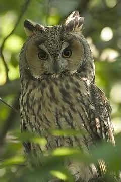 Asio otus (Long-eared owl) 3. Contacting call of female near the nest