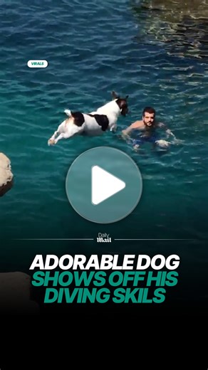 Adorable dog shows off impressive diving skills