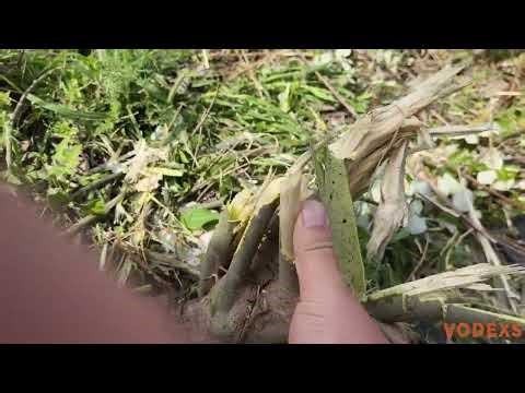 VODEXS produced Forestry Remote-Controlled Flail Mower (VDTK-1000) #flailmower #forestrymulcher