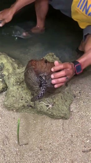 Saving a Giant Moray Eel Trapped in a Coconut!