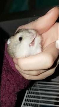 squeeking baby hamster