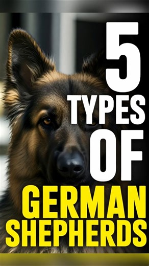 5 Types of German Shepherds Explained (Which One Is Best for Families?