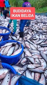 599K views · 10K reactions | Budidaya ikan belida #ikan #belida #ikanbelida #budidaya #peternakan #ikanpredator #ikanmonster #mancing #memancing #hewanair | RaptorFish | Facebook