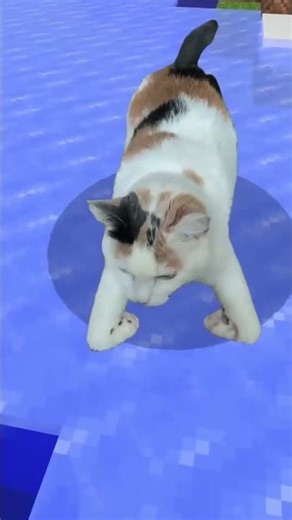 Cat Ice Skating in Minecraft