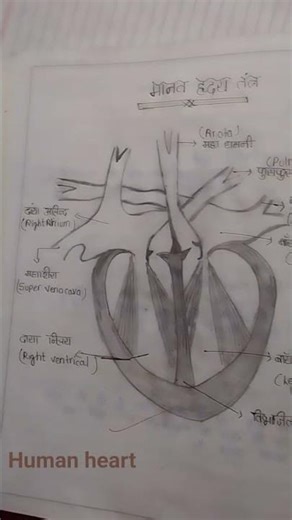 class 10th human heart diagram