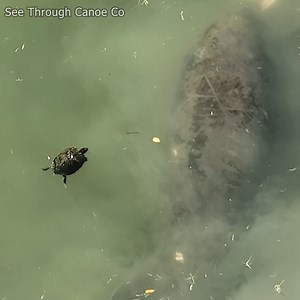 Freshwater turtle ventures into the bay, sees a couple manatees swim by, then backs up and turns around to go back the way he came. This is an older clip that was accidentally deleted, I thought it was worth reposting. #animals #funny #nature #cute #turtle #tbt | See Through Canoe