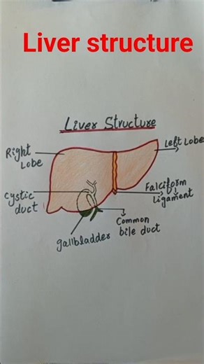 #ShortVideo Liver Structure Diagram | Human Liver Parts Labeled