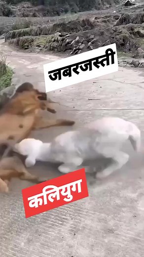 The dark Kaliyuga has arrived 😀😀🤣😂😂 #funny #funnymoments #funnyreels #funnyanimals #vairal_video #viralvideo #vairalvideoシ #kalyug #highlights #fbreels #Amazing #OMG #trendingreelsvideo | NewsBoxer
