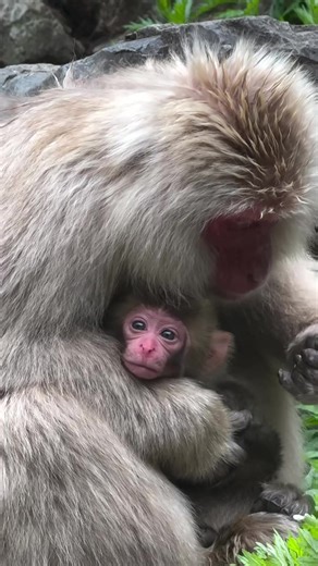 30K views · 1K reactions |  Lovely baby monkey and mom Monkey in Japan  #MonkeyJapan  #JapaneseMonkeys  #CuteMonkeys  #MonkeyAdventures  #PlayfulMonkeys  #WildMonkeysJapan  #MonkeyLife  #MonkeyTales  #JapanWildlife  #MonkeyFun  #DiscoverMonkeys  #JapanNature  #MonkeyMoments  #MonkeysOfJapan  #NatureAndMonkeys | Monkey USA | Facebook